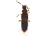  (Atheta strigosula - BIOUG10346-D04)  @14 [ ] CreativeCommons - Attribution (2015) CBG Photography Group Centre for Biodiversity Genomics