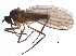  ( - BIOUG10590-C04)  @14 [ ] CreativeCommons - Attribution (2014) CBG Photography Group Centre for Biodiversity Genomics