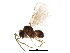  ( - BIOUG10638-C05)  @14 [ ] CreativeCommons - Attribution (2016) CBG Photography Group Centre for Biodiversity Genomics
