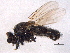  ( - BIOUG02758-F01)  @13 [ ] CreativeCommons - Attribution (2012) CBG Photography Group Centre for Biodiversity Genomics