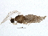  ( - BIOUG03131-E07)  @12 [ ] CreativeCommons - Attribution (2013) CBG Photography Group Centre for Biodiversity Genomics