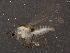  ( - BIOUG03137-C03)  @12 [ ] CreativeCommons - Attribution (2013) CBG Photography Group Centre for Biodiversity Genomics