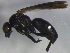  ( - BIOUG03123-D03)  @12 [ ] CreativeCommons - Attribution (2012) CBG Photography Group Centre for Biodiversity Genomics