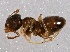  (Lasius crypticus - BIOUG03139-A03)  @13 [ ] CreativeCommons - Attribution (2013) CBG Photography Group Centre for Biodiversity Genomics