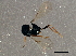  ( - BIOUG03139-C10)  @12 [ ] CreativeCommons - Attribution (2013) CBG Photography Group Centre for Biodiversity Genomics