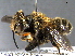  (Megachile dentitarsus - BIOUG02741-C08)  @15 [ ] CreativeCommons - Attribution (2013) CBG Photography Group Centre for Biodiversity Genomics