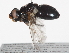  ( - BIOUG03141-E05)  @13 [ ] CreativeCommons - Attribution (2013) CBG Photography Group Centre for Biodiversity Genomics