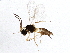  (Trioxys pallidus - BIOUG03412-H09)  @13 [ ] CreativeCommons - Attribution (2013) CBG Photography Group Centre for Biodiversity Genomics