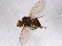  (Agromyza frontella - BIOUG06462-E04)  @13 [ ] CreativeCommons - Attribution (2014) CBG Photography Group Centre for Biodiversity Genomics