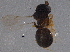  ( - BIOUG06264-C07)  @13 [ ] CreativeCommons - Attribution (2014) CBG Photography Group Centre for Biodiversity Genomics