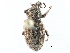  (Dyslobus alternatus - BIOUG20377-G05)  @14 [ ] CreativeCommons - Attribution (2015) CBG Photography Group Centre for Biodiversity Genomics