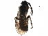  ( - BIOUG21117-E10)  @12 [ ] CreativeCommons - Attribution (2016) CBG Photography Group Centre for Biodiversity Genomics