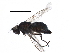  ( - BIOUG21284-G01)  @13 [ ] CreativeCommons - Attribution (2015) CBG Photography Group Centre for Biodiversity Genomics