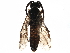  ( - BIOUG21329-C07)  @13 [ ] CreativeCommons - Attribution (2016) CBG Photography Group Centre for Biodiversity Genomics