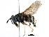  ( - BIOUG21605-E01)  @14 [ ] CreativeCommons - Attribution (2016) CBG Photography Group Centre for Biodiversity Genomics