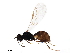  ( - BIOUG21475-G12)  @11 [ ] CreativeCommons - Attribution (2019) CBG Photography Group Centre for Biodiversity Genomics
