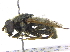  ( - BIOUG17754-B10)  @11 [ ] CreativeCommons - Attribution (2016) CBG Photography Group Centre for Biodiversity Genomics