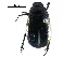  ( - BIOUG17754-C03)  @13 [ ] CreativeCommons - Attribution (2016) CBG Photography Group Centre for Biodiversity Genomics