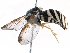  (Chrysotoxum integrum - BIOUG17754-F07)  @13 [ ] CreativeCommons - Attribution (2016) CBG Photography Group Centre for Biodiversity Genomics