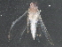  ( - BIOUG18756-E09)  @12 [ ] CreativeCommons - Attribution (2016) CBG Photography Group Centre for Biodiversity Genomics