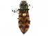  (Pseudanostirus tigrinus - BIOUG18365-F02)  @14 [ ] CreativeCommons - Attribution (2015) CBG Photography Group Centre for Biodiversity Genomics