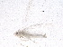  (Dikrella - BIOUG18756-G03)  @14 [ ] CreativeCommons - Attribution (2015) CBG Photography Group Centre for Biodiversity Genomics