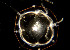  ( - BIOUG01227-A03)  @11 [ ] CreativeCommons - Attribution Non-Commercial Share-Alike (2015) Peter Bryant University of California