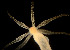  ( - BIOUG01227-B04)  @12 [ ] CreativeCommons - Attribution Non-Commercial Share-Alike (2015) Peter Bryant University of California