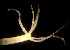 ( - BIOUG01227-B05)  @12 [ ] CreativeCommons - Attribution Non-Commercial Share-Alike (2015) Peter Bryant University of California