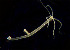  ( - CCDB-24621-C02)  @11 [ ] CreativeCommons - Attribution Non-Commercial Share-Alike (2017) Peter J. Bryant University of California, Irvine