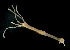  ( - CCDB-24621-C11)  @11 [ ] CreativeCommons - Attribution Non-Commercial Share-Alike (2017) Peter J. Bryant University of California, Irvine