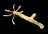  ( - CCDB-24621-C12)  @11 [ ] CreativeCommons - Attribution Non-Commercial Share-Alike (2017) Peter J. Bryant University of California, Irvine