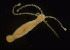  ( - CCDB-24621-D02)  @11 [ ] CreativeCommons - Attribution Non-Commercial Share-Alike (2017) Peter J. Bryant University of California, Irvine