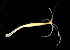  ( - CCDB-24621-D10)  @11 [ ] CreativeCommons - Attribution Non-Commercial Share-Alike (2017) Peter J. Bryant University of California, Irvine