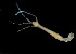  ( - CCDB-24621-E02)  @11 [ ] CreativeCommons - Attribution Non-Commercial Share-Alike (2017) Peter J. Bryant University of California, Irvine