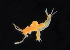  ( - CCDB-24621-E09)  @11 [ ] CreativeCommons - Attribution Non-Commercial Share-Alike (2017) Peter J. Bryant University of California, Irvine