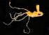  ( - CCDB-24621-E10)  @11 [ ] CreativeCommons - Attribution Non-Commercial Share-Alike (2017) Peter J. Bryant University of California, Irvine