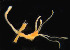  ( - CCDB-24621-E11)  @11 [ ] CreativeCommons - Attribution Non-Commercial Share-Alike (2017) Peter J. Bryant University of California, Irvine