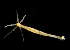  ( - CCDB 24005 B03)  @11 [ ] CreativeCommons - Attribution Non-Commercial Share-Alike (2018) Peter J. Bryant University of California, Irvine