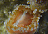  ( - CCDB 24005 D09)  @11 [ ] CreativeCommons - Attribution Non-Commercial Share-Alike (2018) Peter J. Bryant University of California, Irvine