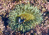  ( - CCDB 24005 E01)  @11 [ ] CreativeCommons - Attribution Non-Commercial Share-Alike (2018) Peter J. Bryant University of California, Irvine