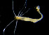  ( - CCDB 24005 G02)  @11 [ ] CreativeCommons - Attribution Non-Commercial Share-Alike (2018) Peter J. Bryant University of California, Irvine