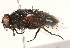  ( - BIOUG16746-E06)  @15 [ ] CreativeCommons - Attribution (2015) CBG Photography Group Centre for Biodiversity Genomics