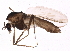  (Smittia - BIOUG16790-H03)  @15 [ ] CreativeCommons - Attribution (2015) CBG Photography Group Centre for Biodiversity Genomics