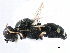 ( - BIOUG16846-F05)  @12 [ ] CreativeCommons - Attribution (2015) CBG Photography Group Centre for Biodiversity Genomics