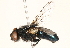  ( - BIOUG16845-G03)  @14 [ ] CreativeCommons - Attribution (2015) CBG Photography Group Centre for Biodiversity Genomics