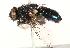  ( - BIOUG16845-G04)  @14 [ ] CreativeCommons - Attribution (2015) CBG Photography Group Centre for Biodiversity Genomics
