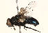  ( - BIOUG16845-G05)  @14 [ ] CreativeCommons - Attribution (2015) CBG Photography Group Centre for Biodiversity Genomics