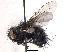  ( - BIOUG03090-E12)  @14 [ ] CreativeCommons - Attribution (2012) CBG Photography Group Centre for Biodiversity Genomics