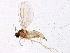  ( - BIOUG03494-D02)  @13 [ ] CreativeCommons - Attribution (2013) CBG Photography Group Centre for Biodiversity Genomics